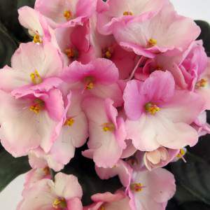 Roze Saintpaulia-bloemen, Afrikaans violet