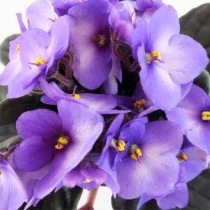 Saintpaulia lila Blumen, Afrikanischeviolett