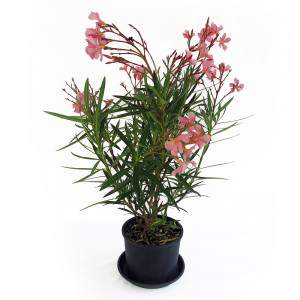 OLEANDRO - NERIUM OLEANDER EN VASE