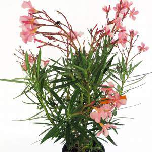 Roze oleander bloemen en bladeren