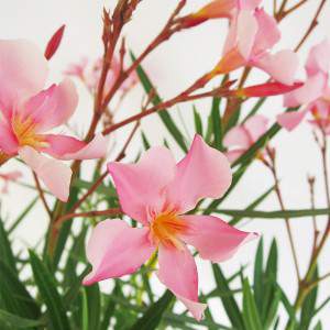 Różowy kwiat oleander