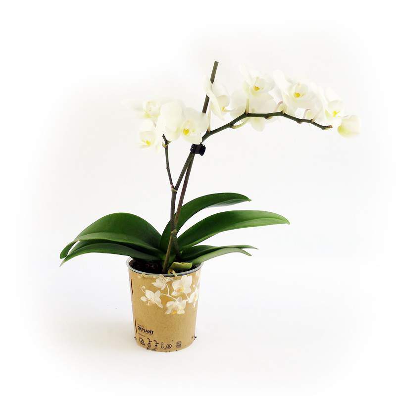 Witte orchidee plant