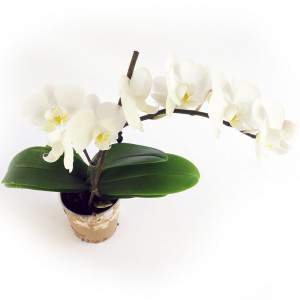 Witte orchidee bloemen