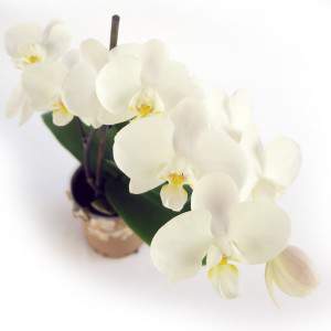 Paarse orchidee plant