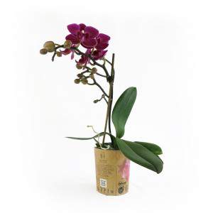 Purple orchid plant