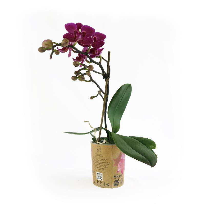 Fioletowa roślina orchidei