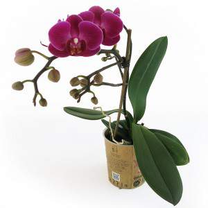 Plante pourpre d’orchidée
