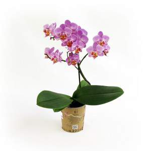 Flieder-Orchideenpflanze