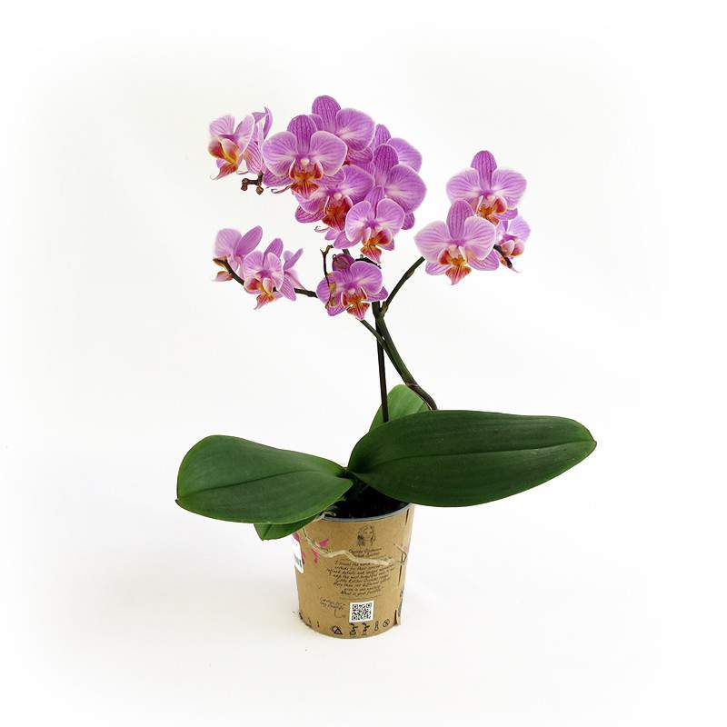 Orchidea lilla pianta
