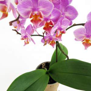 Fioletowa roślina orchidei