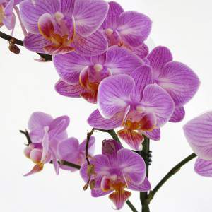 Phalaenopsis lila Blüten