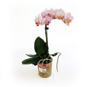 Różowa roślina orchidei