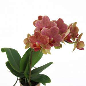 Kwiaty orchidei brzoskwiniowej