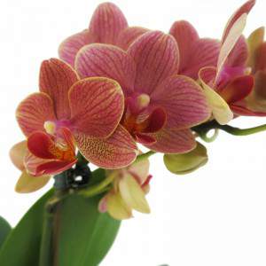 Phalaenopsis kwiaty brzoskwini
