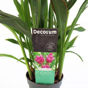 Plante de curcuma