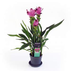 CURCUMA VASE 14-17CM