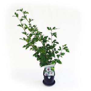 VASE HIBISCUS 11CM