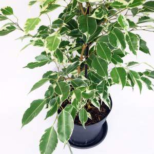 FICUS BENJAMIN o BENGIAMINO VASO foglia variegata