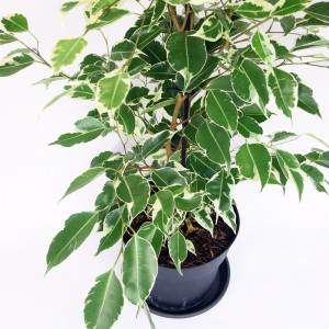 FICUS BENJAMIN or BENGIAMINO