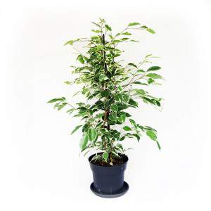 FICUS BENJAMIN lub BENGIAMINO wysokość 65-90cm