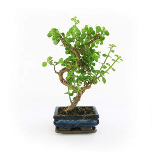 Bonsai Crassula-plant