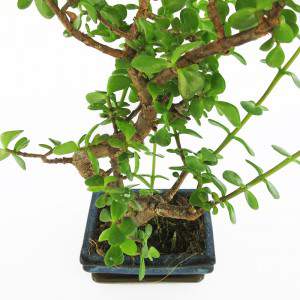 Crassula bonsai stengel