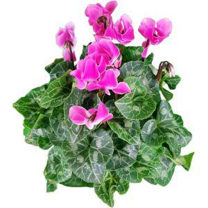 Ciclamino a foglie di edera rosa o Cyclamen Persicum