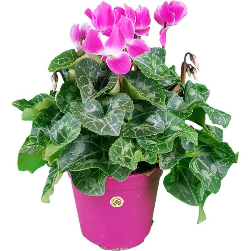 Ciclamino a foglie di edera o Cyclamen Persicum rosa Ciclamino a foglie di edera o Cyclamen Persicum rosa