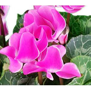 flor rosa Ciclamino com folhas de hera ou Cyclamen Persicum