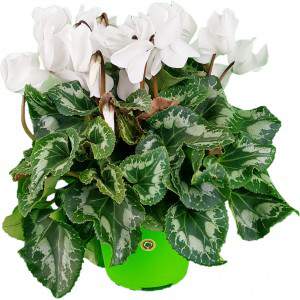 Ivy Leaf Cyclamen ou Cyclamen Persicum