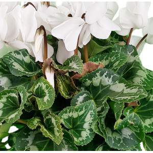 Ciclamino a foglie di edera bianco o Cyclamen Persicum