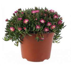 Delosperma - Pianta succulenta - vaso 14cm rosso