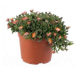 Delosperma - Planta suculenta - vaso amarelo de 14cm