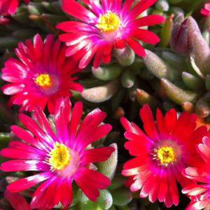 Delosperma - Pianta succulenta fiore