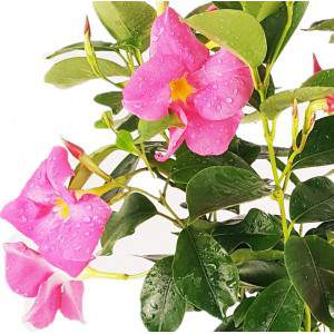 Vase rose dipladenia 14