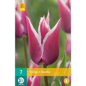 Bulbes de tulipes Fire Wings