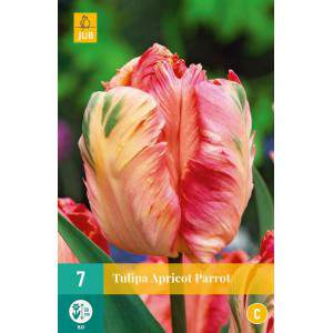 Bulbos de tulipán loro llameante