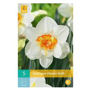 bulbo narciso tahiti giallo