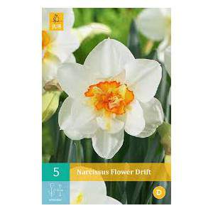 bulbo narciso flowerdrift bianco