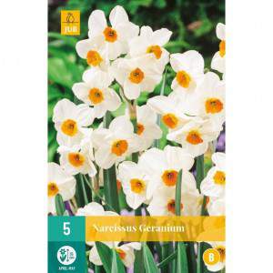 bol narcis geranium wit en oranje