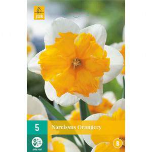 bulbe narcisse orangerie blanche et orange