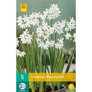 bulbo di narciso paperwhite bianco