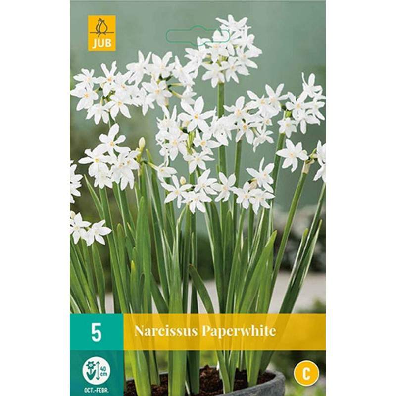 bulbo di narciso paperwhite bianco bulbo di narciso paperwhite bianco