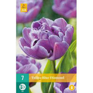 Bulbos de tulipán Blue Diamond