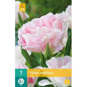 Bulbi di tulipano Blue Diamond