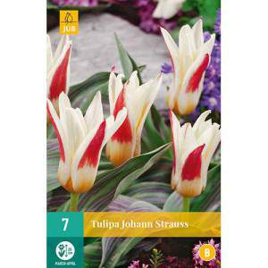 Bulbos de tulipa Greigii