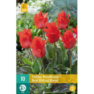 Tulip bulbs Red Riding Hood