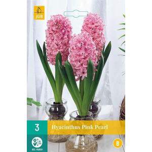 bulbo giacinto acqua pearl bianco