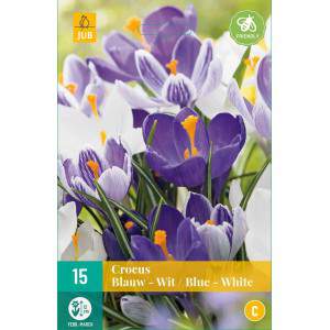 Bulbes de crocus bleus et blancs 15