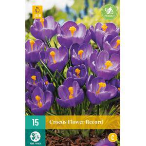 Bulbes de Crocus de record de fleur